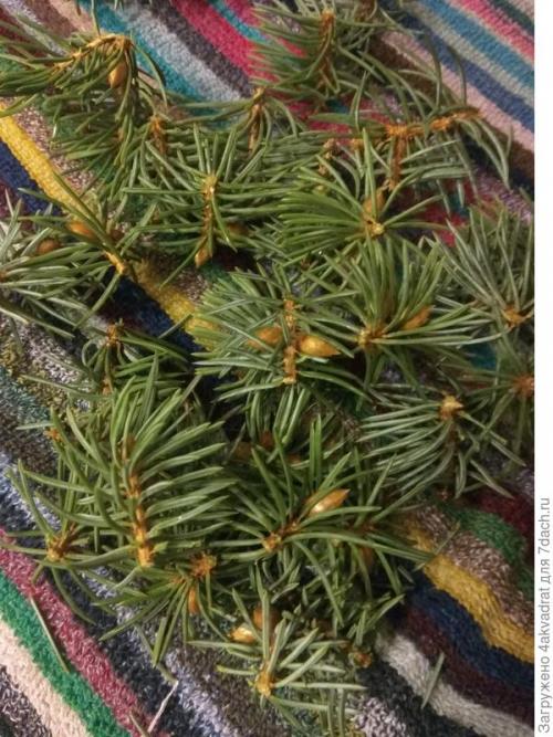 Медян экстра для хвойных, как разводить. Рассада плохо растет, болеет? А давайте позовем на помощь елочку