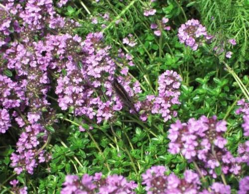 Чабрец выращивание в открытом грунте. Тимьян ползучий (чабрец)