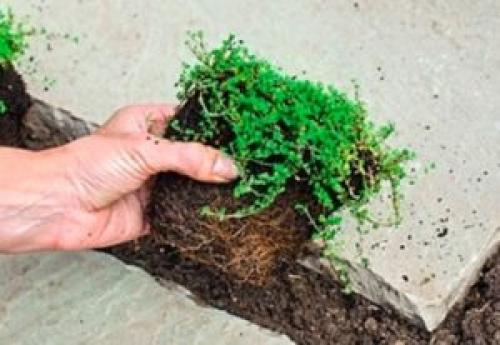 Как правильно обрезать чабрец. Уход за чабрецом весной: какая последовательность работ?