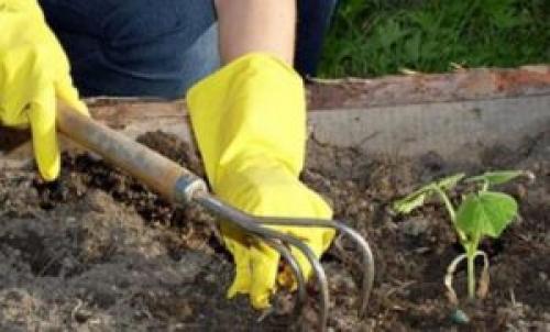 Как правильно обрезать чабрец. Уход за чабрецом весной: какая последовательность работ?