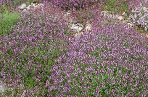 Как правильно обрезать чабрец. Уход за чабрецом весной: какая последовательность работ?