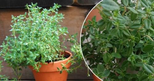 Как вырастить чабрец на подоконнике. Домашний чабрец: как вырастить тимьян на подоконнике