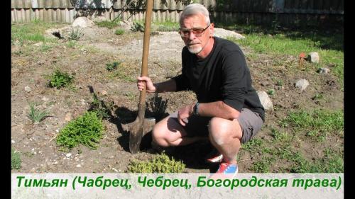 Как выращивать чабрец на даче. Способы выращивания на даче 11