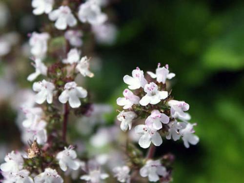 Тимьян выращивание в сибири. Выращивание тимьяна в открытом грунте