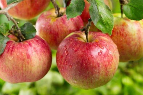 Канадские сорта яблонь. Лучшие сорта яблок: фото, названия и описания (каталог)