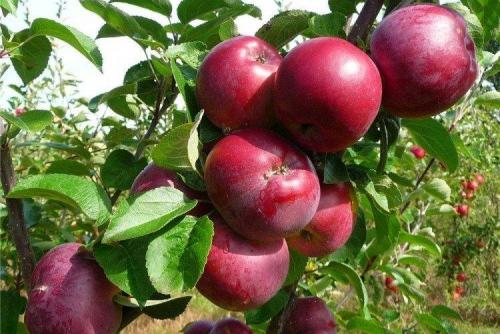 Канадские сорта яблонь. Лучшие сорта яблок: фото, названия и описания (каталог)