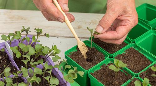 Что такое школка растений. Школка для сеянцев, черенков и деленок 08