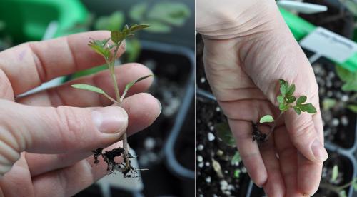 Что такое школка растений. Школка для сеянцев, черенков и деленок 07