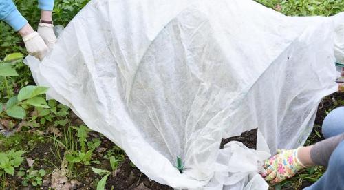 Что такое школка растений. Школка для сеянцев, черенков и деленок 02