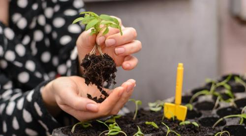 Что такое школка растений. Школка для сеянцев, черенков и деленок 06
