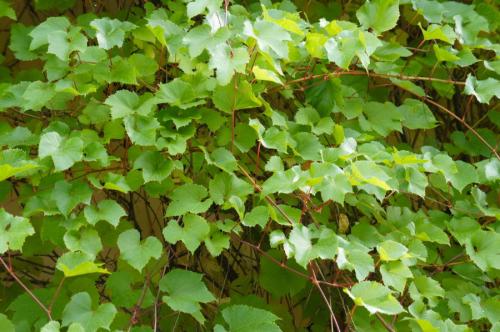 Клумба возле дома оформление. Основные принципы ландшафтного дизайна придомовой территории