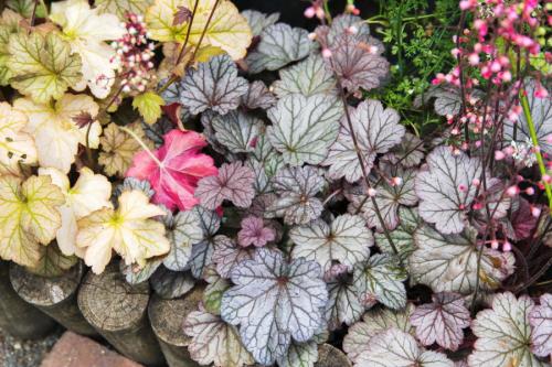 Клумба возле дома оформление. Основные принципы ландшафтного дизайна придомовой территории