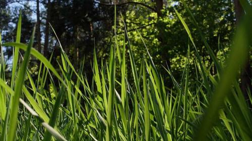 Ленивый газон своими руками. Газон на даче своими руками: пошаговая инструкция