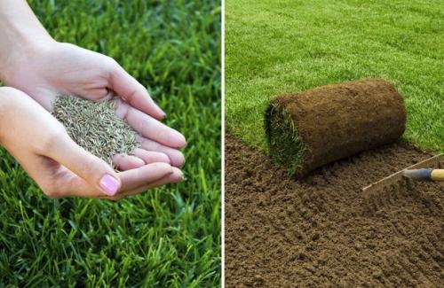 Роскошный газон для лентяев. Подбор травы для газона 05