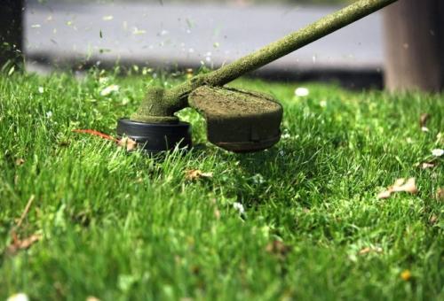 Роскошный газон для лентяев. Подбор травы для газона 09