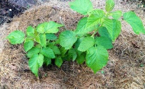 Роскошный газон для лентяев. Подбор травы для газона 01