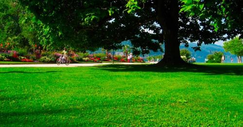 Чем засеять лужайку на даче. Какой газон лучше посадить на даче: описание и виды трав