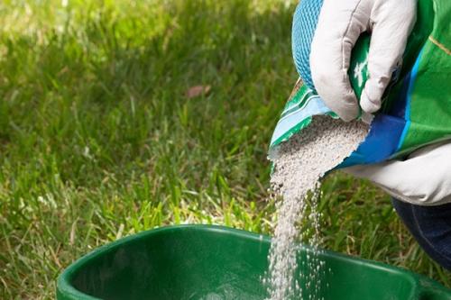 Роскошный газон для лентяев. Подбор травы для газона 10