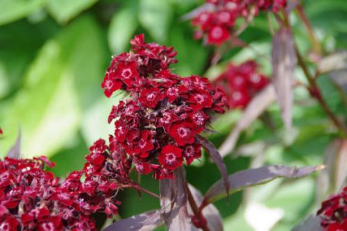 Самый простой способ посеять гвоздику на рассаду. Тонкости выращивания гвоздики из семян 02