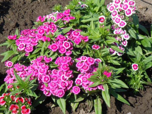 Самый простой способ посеять гвоздику на рассаду. Тонкости выращивания гвоздики из семян 01