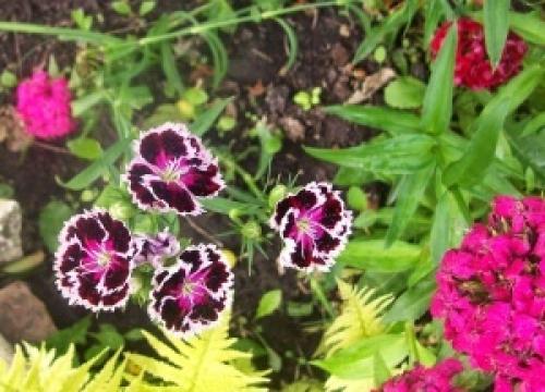 Гвоздика турецкая цветение в первый год. Турецкая гвоздика — посадка чуда и уход за ним