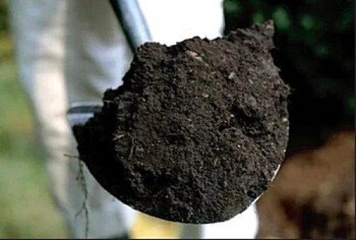 С чего начать дизайн садового участка. Ландшафтный дизайн своими руками для начинающих – первые шаги