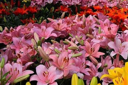 Прямоугольная клумба оформление. Клумбы из многолетних цветов фото и готовые схемы