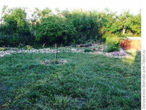 Какую газонную траву лучше посадить на даче форум. Комментарии к записи (стр. 1)
