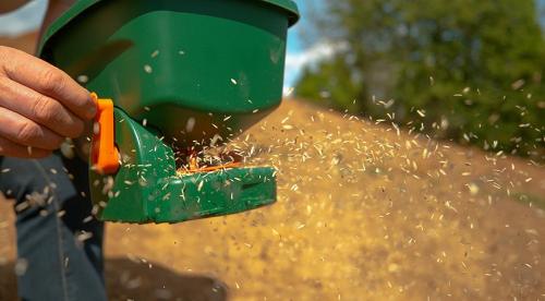 Какой газон лучше посадить на даче. Цены на газон 10