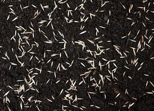 Газон посадить на даче. Подготовительные этапы посадки газона на даче