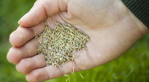 Какой газон лучше посадить на даче. Цены на газон 11