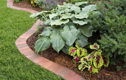 Что посадить по краю газона. Граница между газоном и клумбой – пошаговый мастер-класс