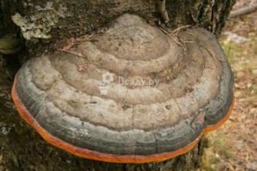 Какие грибы растут в яблоневом саду. Классификация