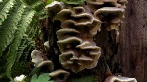 Какие грибы растут в яблоневом саду. Классификация