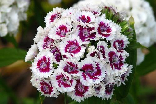 Гвоздика турецкая когда сажать на рассаду. Турецкая гвоздика: бархат лепестков и аромат из детства