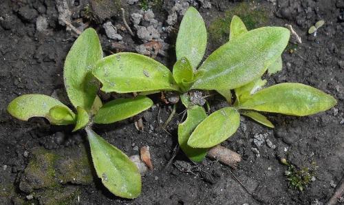 Гвоздика турецкая когда сажать на рассаду. Турецкая гвоздика: бархат лепестков и аромат из детства