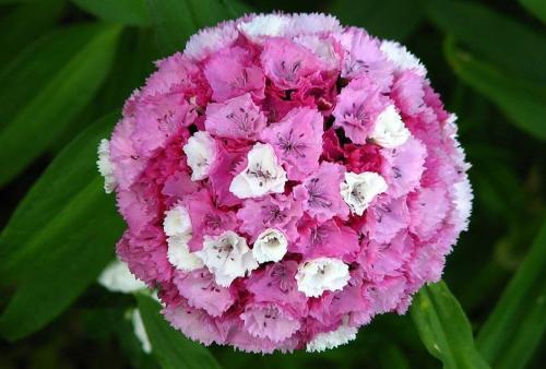 Гвоздика турецкая когда сажать на рассаду. Турецкая гвоздика: бархат лепестков и аромат из детства