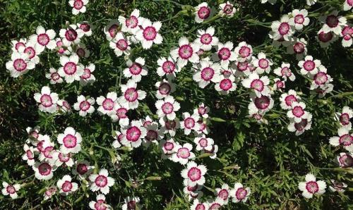 Гвоздика турецкая когда сажать на рассаду. Турецкая гвоздика: бархат лепестков и аромат из детства