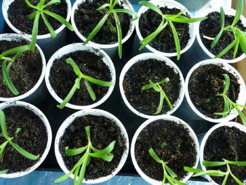 Гвоздика павлинья выращивание из семян. Посадка гвоздики на рассаду и последующий уход