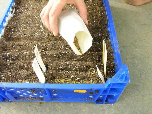 Гвоздика павлинья выращивание из семян. Посадка гвоздики на рассаду и последующий уход