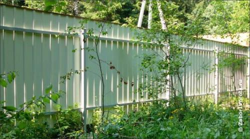 Ландшафтный дизайн вдоль забора. Кустарники вдоль забора: рекомендации по выбору 09