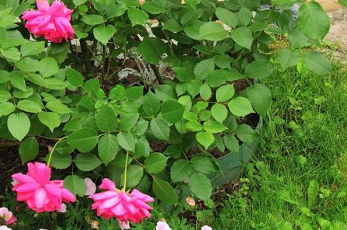 Что посадить по краю газона. Газон и его граница. Полезные советы по оформлению