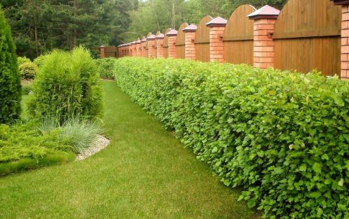 Кусты вдоль забора. Какие типы заборов нуждаются в насаждениях