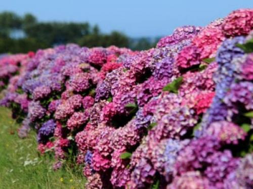 Гортензия вдоль забора. Hydrangea Hedge Ideas – Tips For Making A Hydrangea Hedge