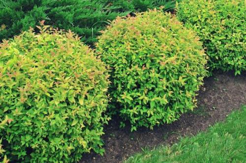 Что посадить по краю газона. Газон и его граница. Полезные советы по оформлению