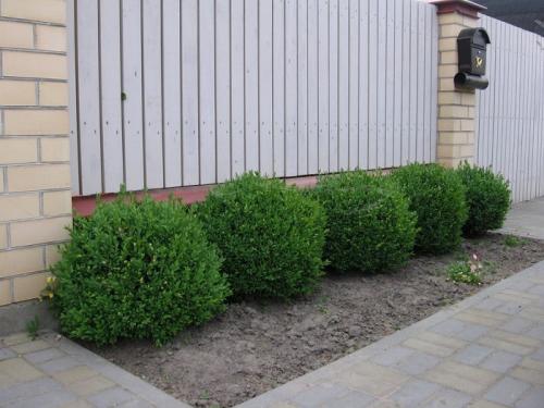 Ландшафтный дизайн вдоль забора. Кустарники вдоль забора: рекомендации по выбору