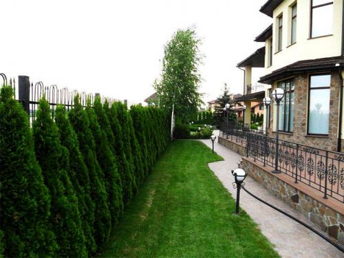 Что посадить вдоль забора со стороны улицы. Какие растения лучше высаживать на участке вдоль забора