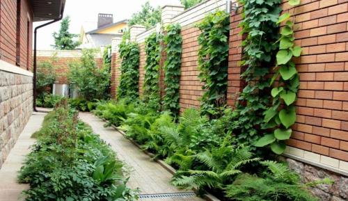 Кусты вдоль забора. Какие типы заборов нуждаются в насаждениях