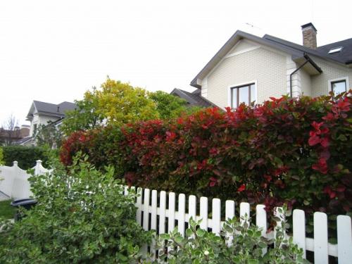 Ландшафтный дизайн вдоль забора. Кустарники вдоль забора: рекомендации по выбору