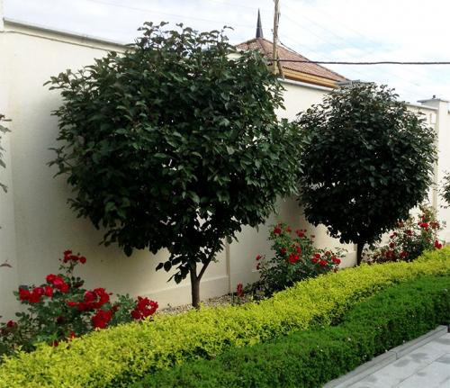 Что посадить вдоль забора со стороны улицы. Какие растения лучше высаживать на участке вдоль забора